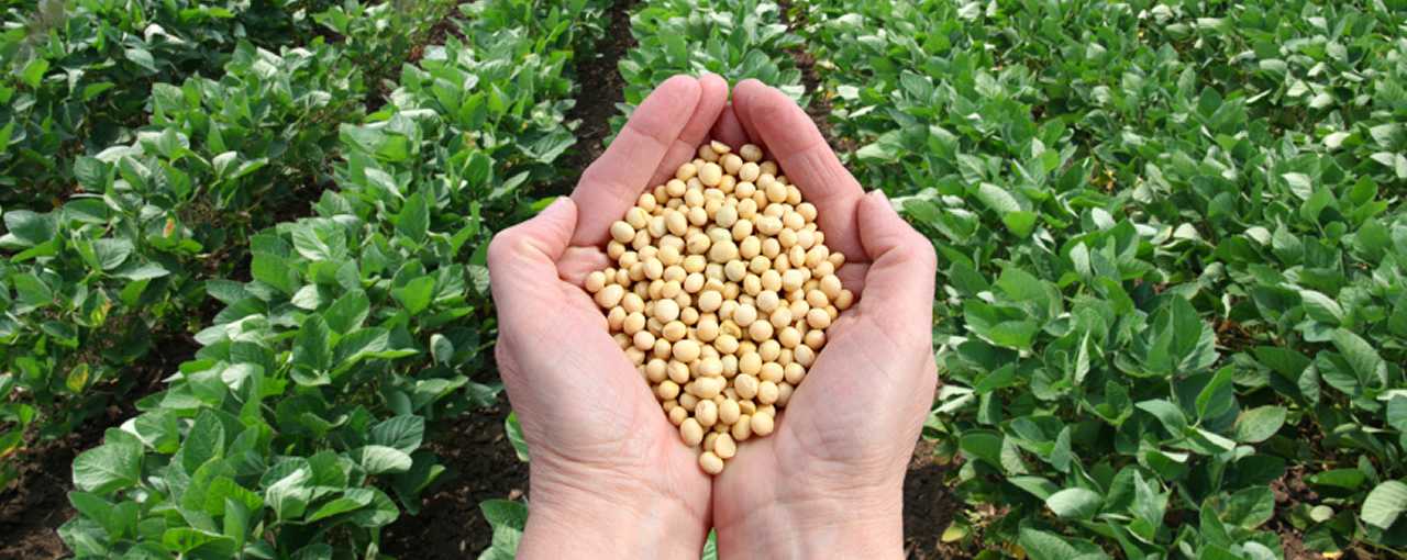 Prolia Soy Flour