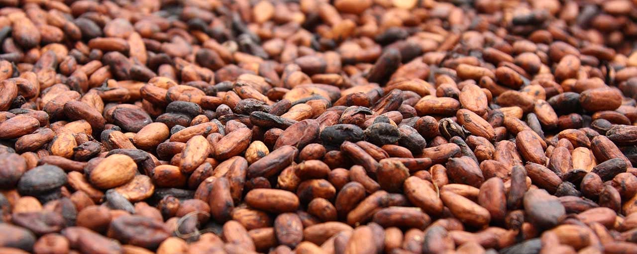 The best cocoa beans