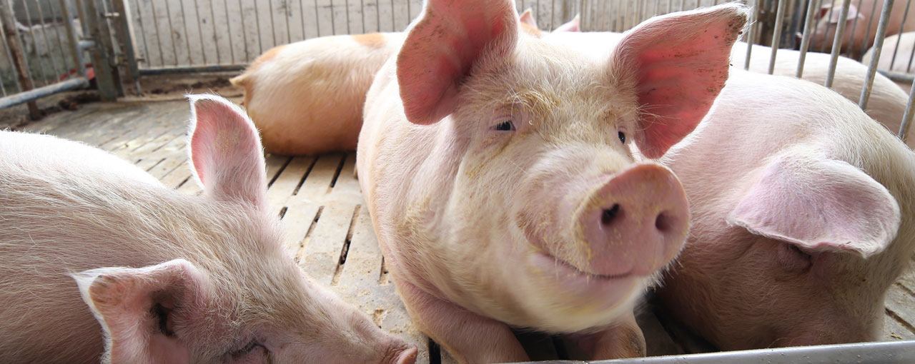Hog laying in a pen