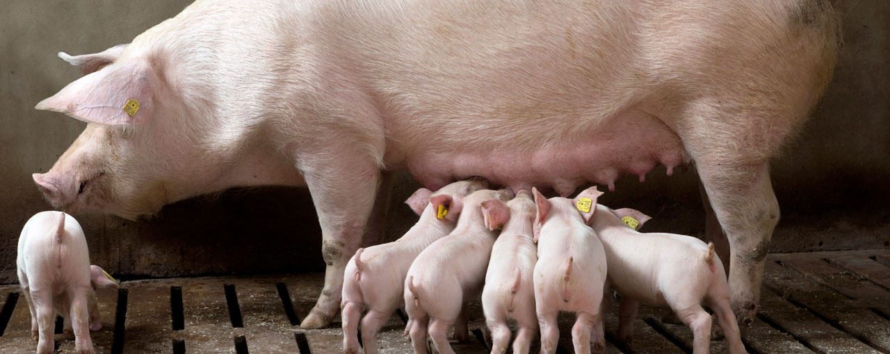 Piglets nursing on a sow