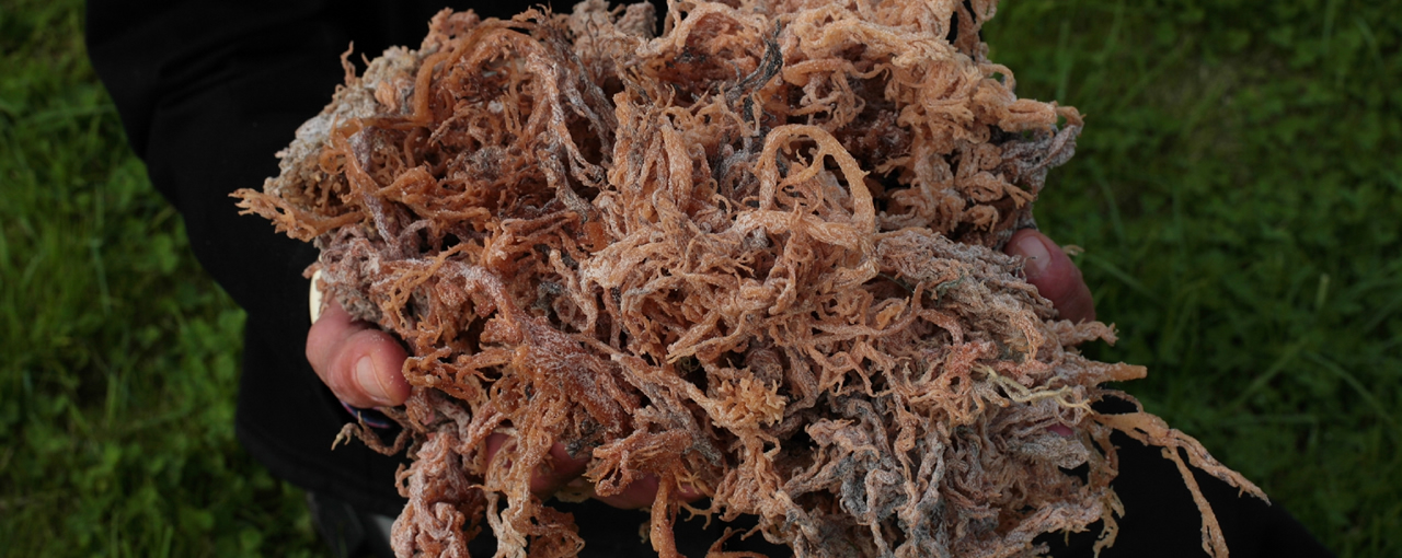 Cargill is a carrageenan supplier.