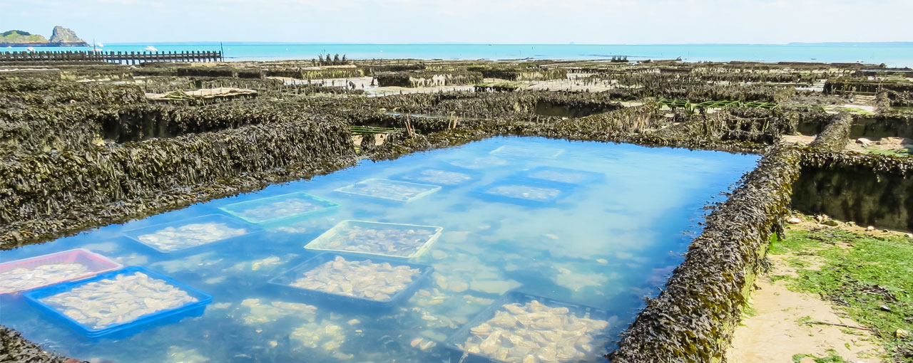 Oyster fishery