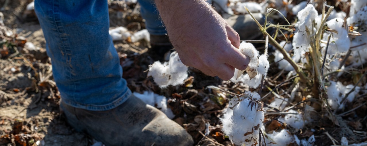 hero ag market cotton