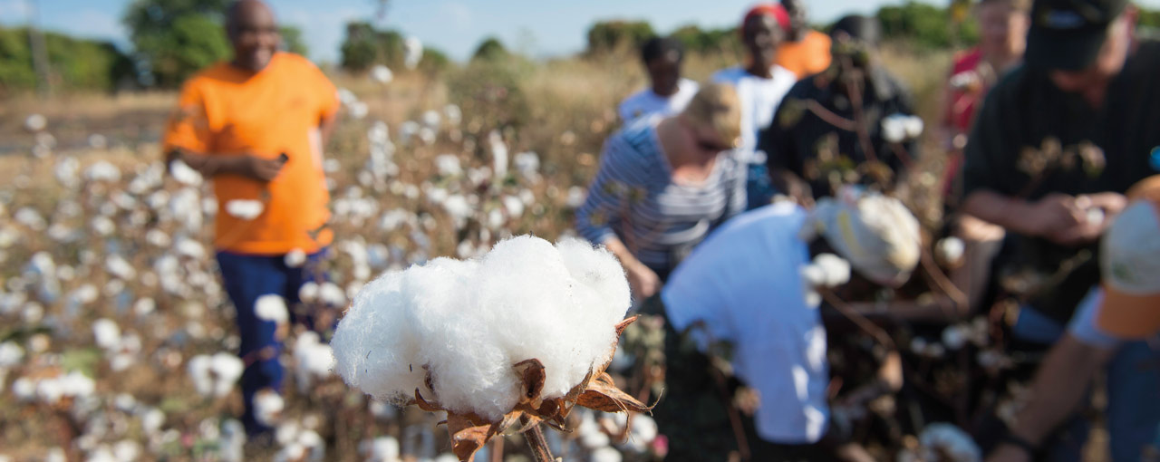 hero ag market cotton orig