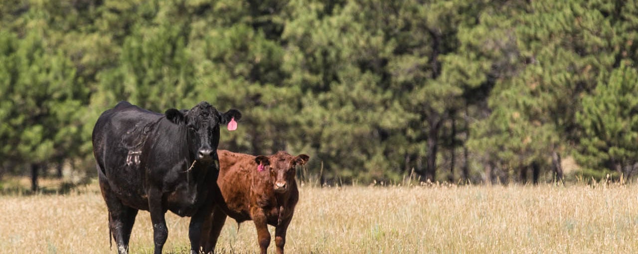 A cow and calf grazing