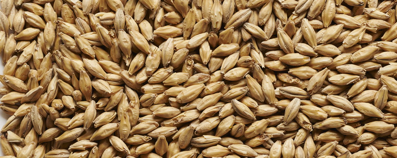 Base Malt North America Base Malt North America