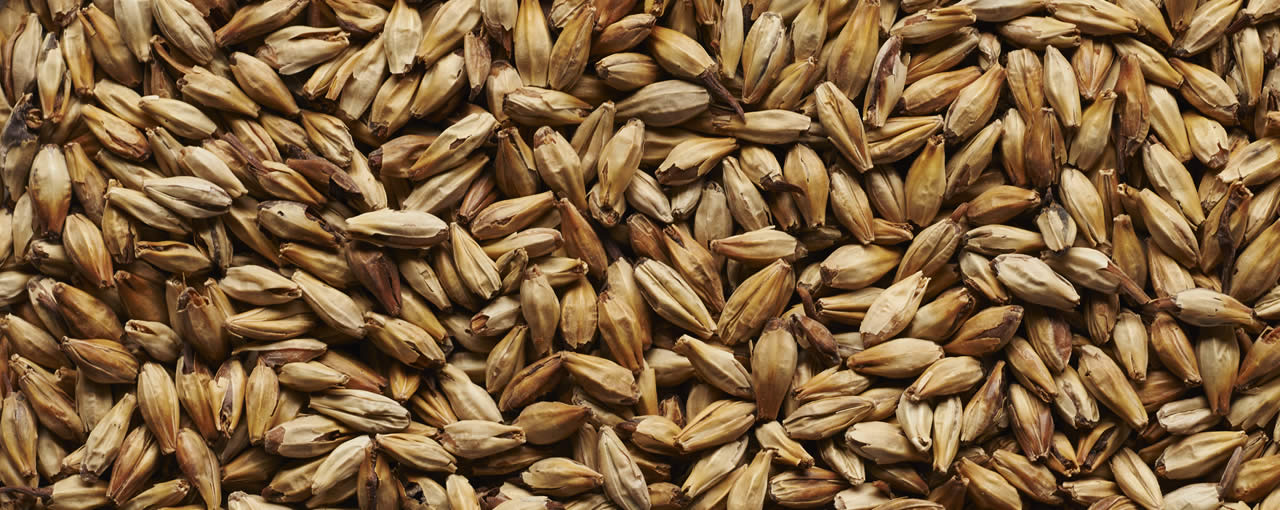 Kilned Caramel Malts North America Kilned Caramel Malts North America