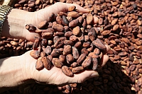 Cocoa market reports