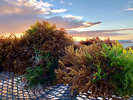 Cargill Carrageenans Cargill Carrageenans