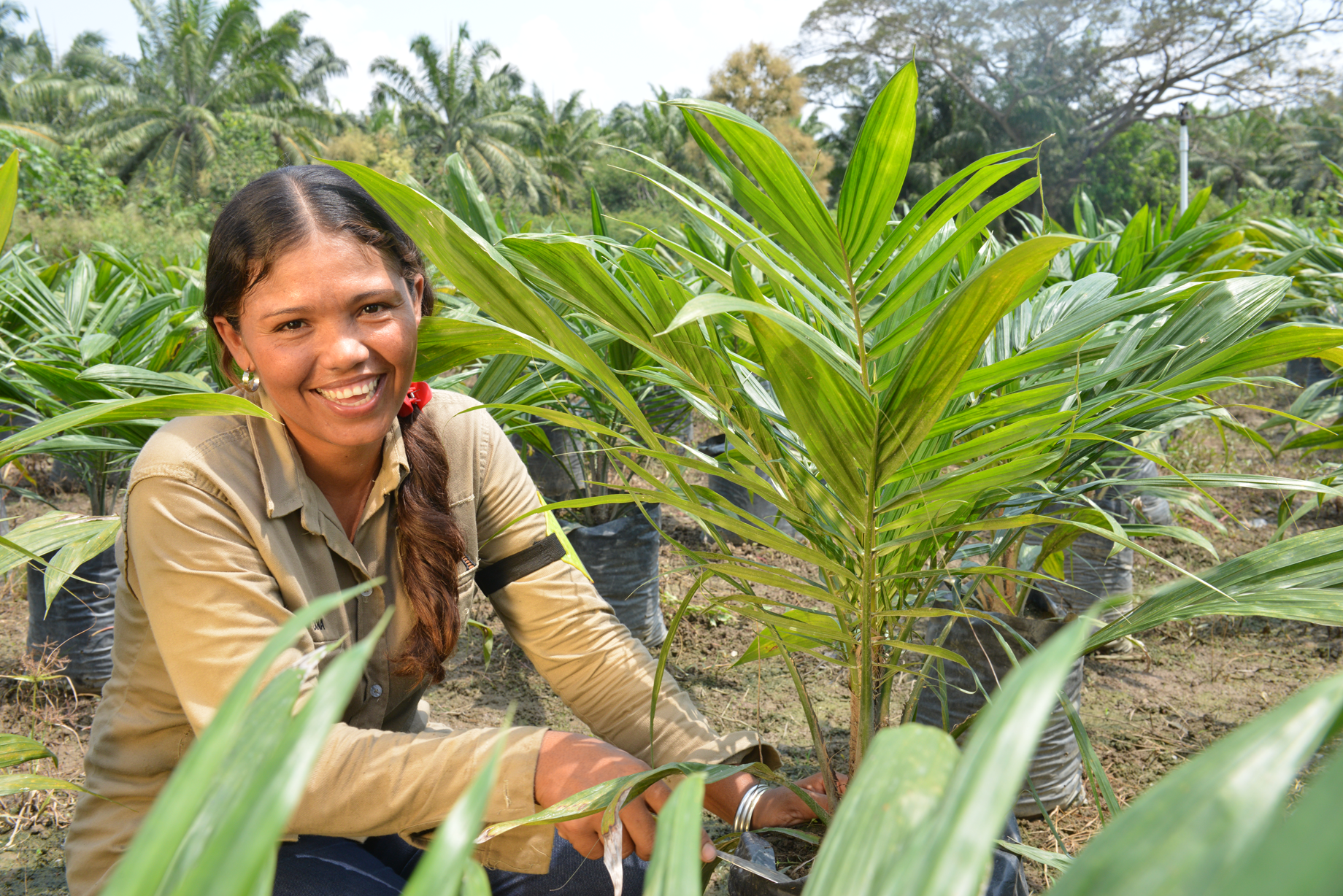 Cargill, Solidaridad establish palm oil sustainability program Cargill, Solidaridad establish palm oil sustainability program