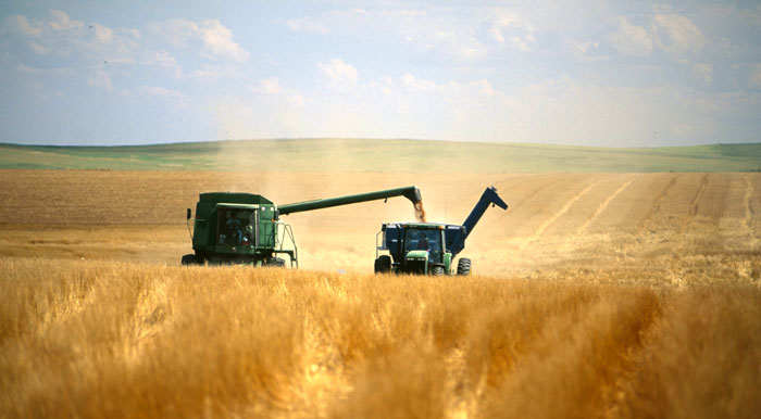Tractors harvesting wheat