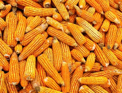 cargill corn milling locations