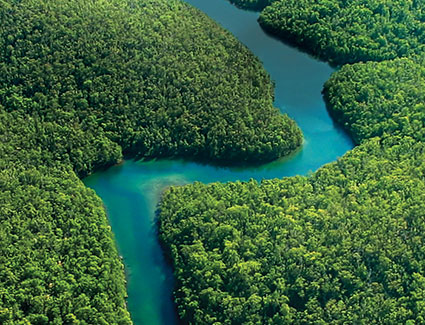 River through a forest River through a forest