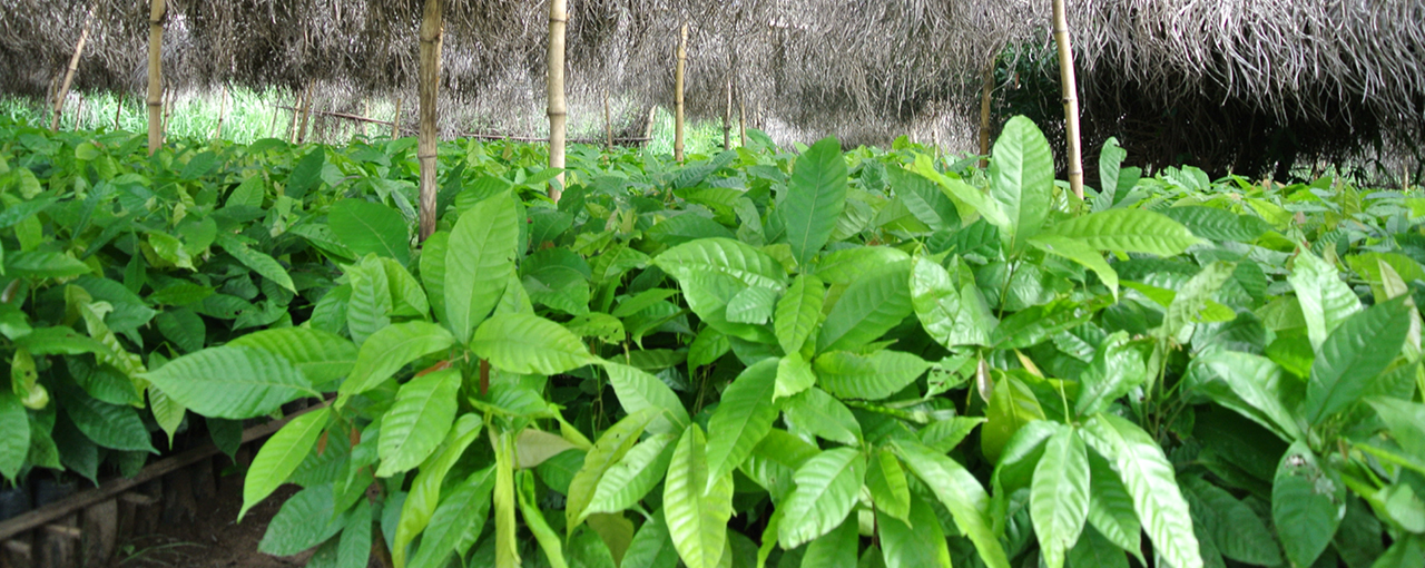 Seedlings