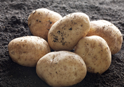 inpage-potatoes inpage-potatoes