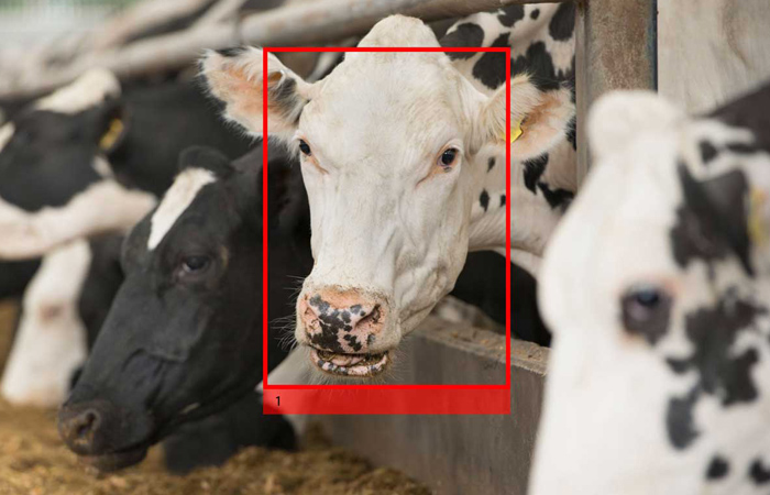 close-up cows eating hay