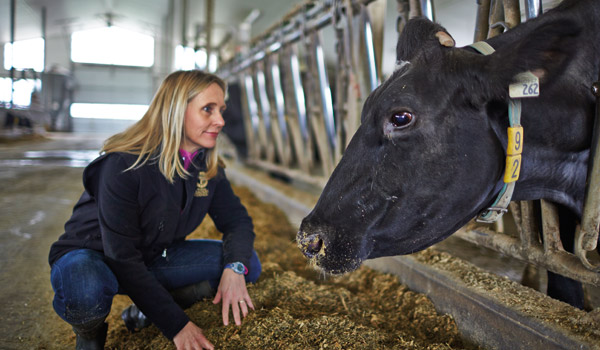 Woman tending to a cow