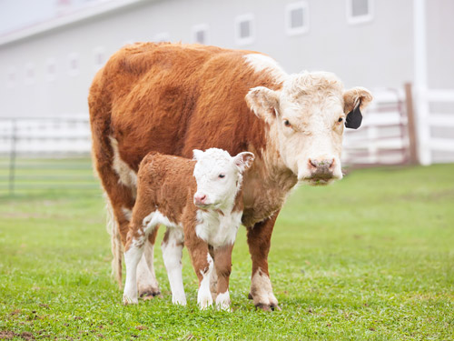Cargill Animal Welfare Cargill Animal Welfare