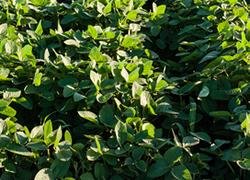 Soybeans