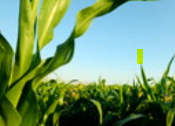 Corn Field
