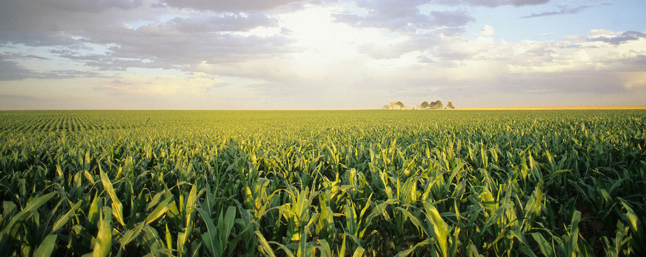 Cargill's Waxy Corn Promise