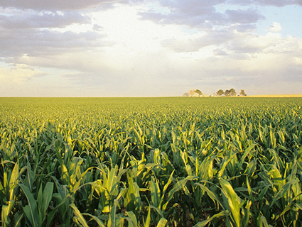 Cargill's Waxy Corn Promise