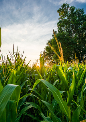 inpage-waxy-corn
