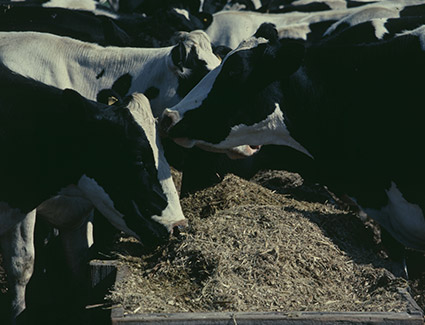 Dairy cow