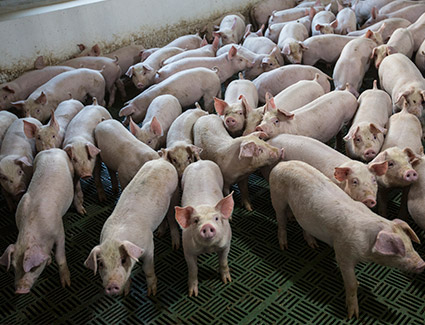 Pigs