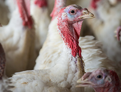 Turkey