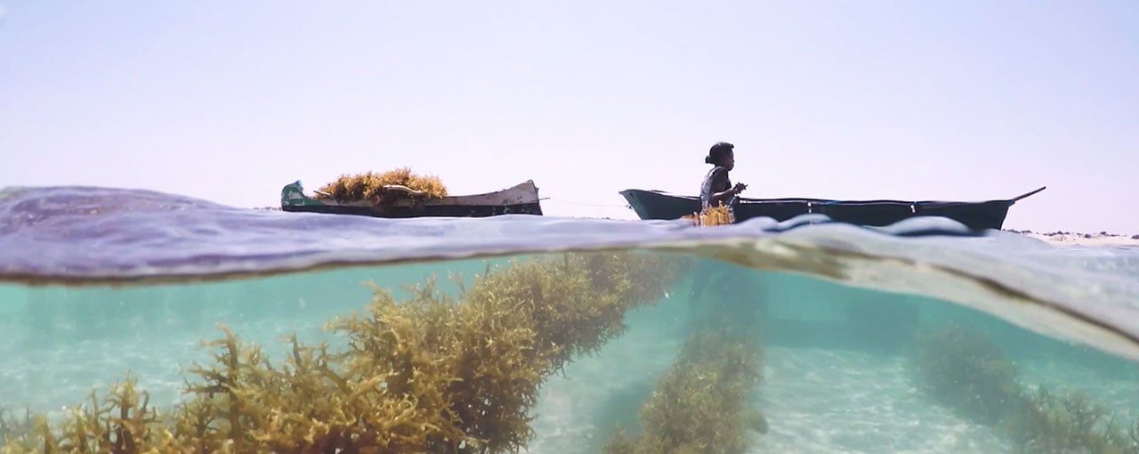 Seaweed producer store
