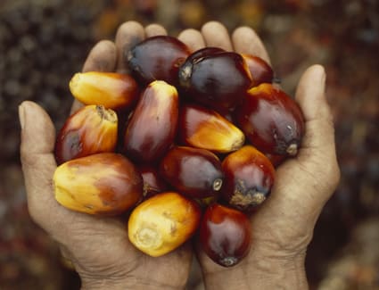 preview-palm-fruit preview-palm-fruit