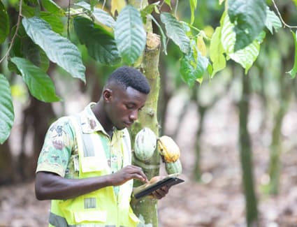preview-cocoa-deforestation preview-cocoa-deforestation