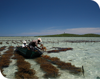 Cargill's Red Seaweed Promise Cargill's Red Seaweed Promise