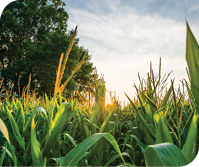 Cargill's Waxy Corn Promise Cargill's Waxy Corn Promise