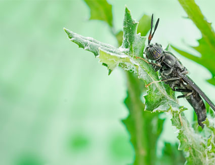 Black soldier fly on leaf on a leaf Black soldier fly on leaf on a leaf
