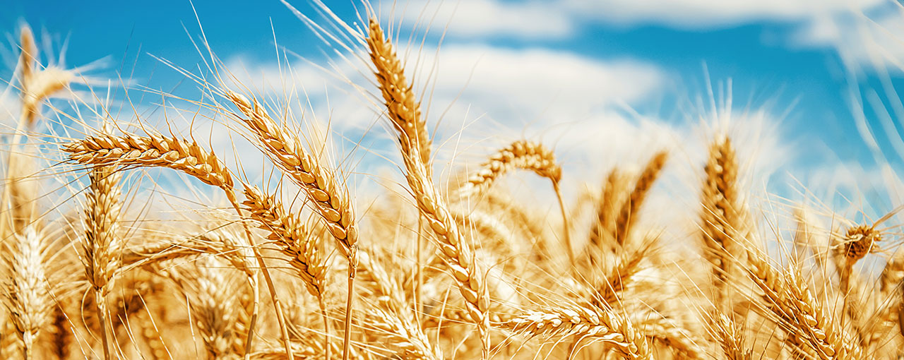 Cereal Sweeteners Sustainably-sourced corn and wheat