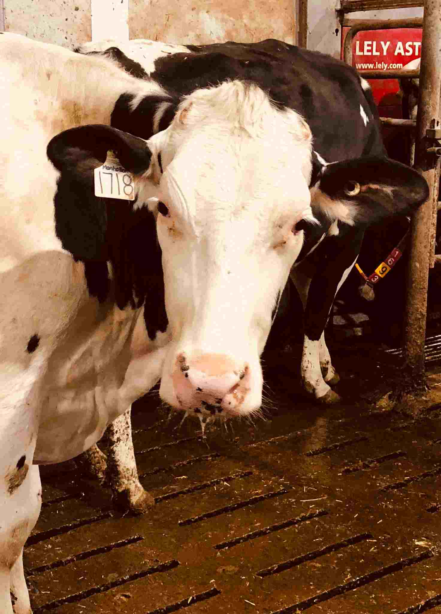 Dairy cows Dairy cows