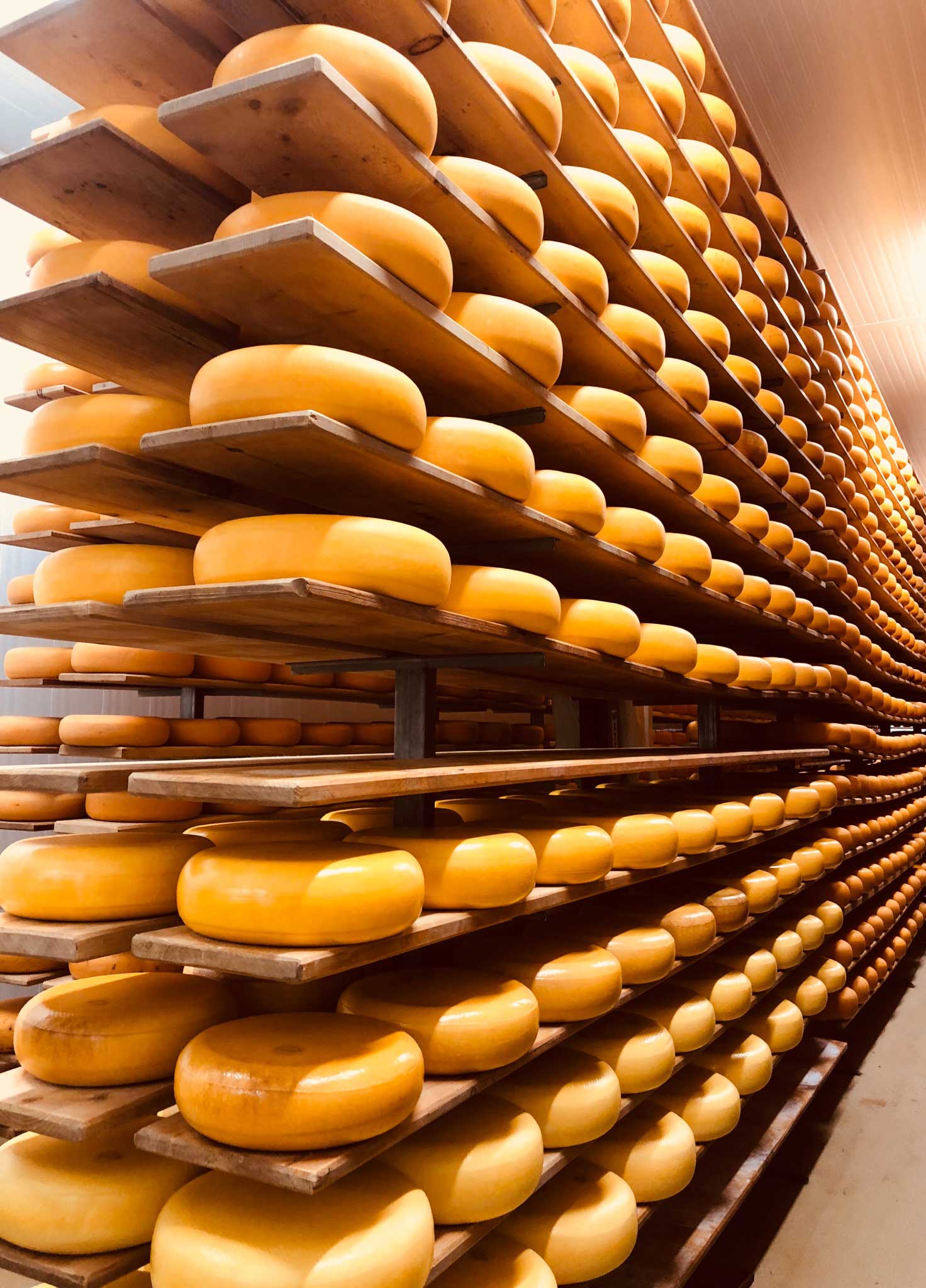 Mountainoak cheese