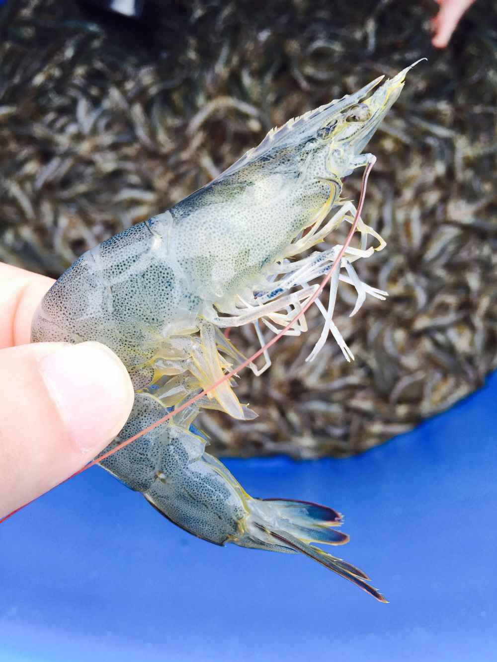 Shrimp