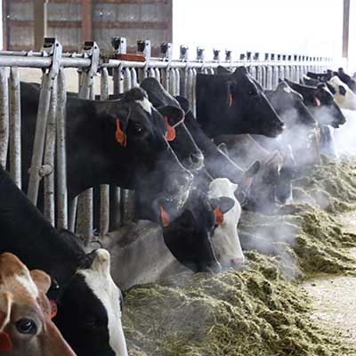 Performance - Animal Nutrition Image