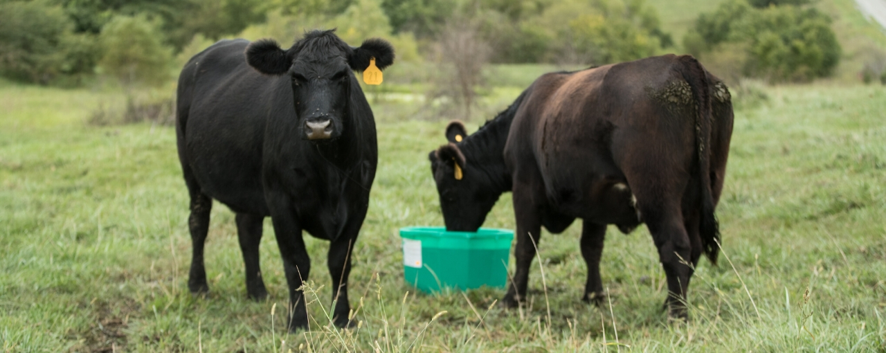 Beef cow standing in a field