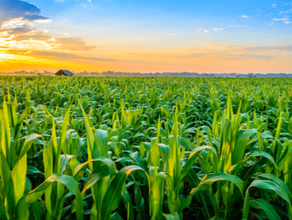 Sustainable Corn