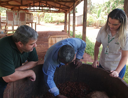Increasing cocoa productivity in Pará while restoring forest areas