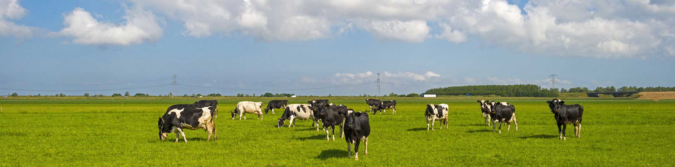 hero champions choice