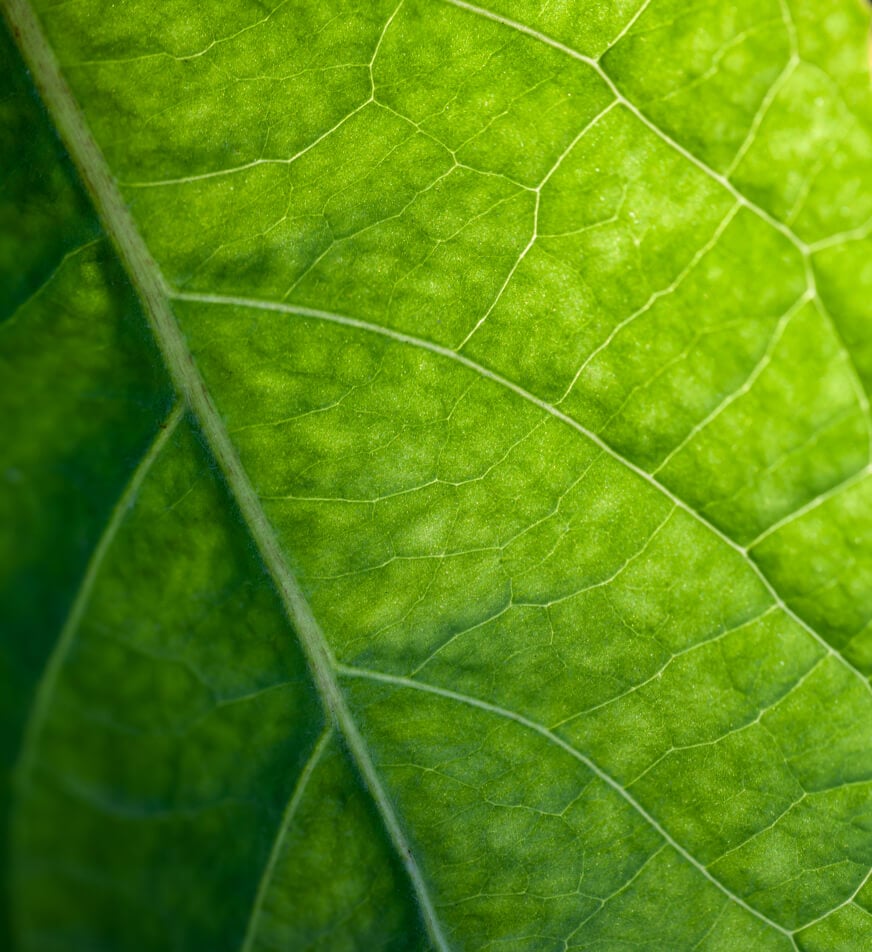 Macro photography of a leaf.