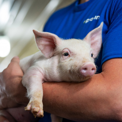 piglet held in arm of person