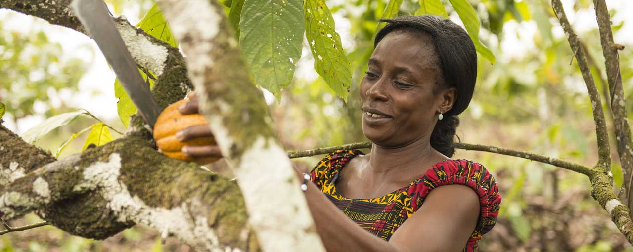 Case Studies Cocoa Sustainability Cocoa & Chocolate Cargill