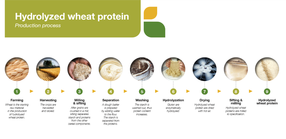 hydrolized wheat protein production process