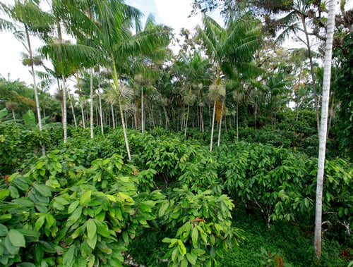 South American forest